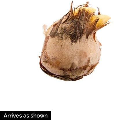 BRECK'S - Giant Naturalizing Crocus Dormant Spring Flowering Bulbs - 25 Bulbs per Offer