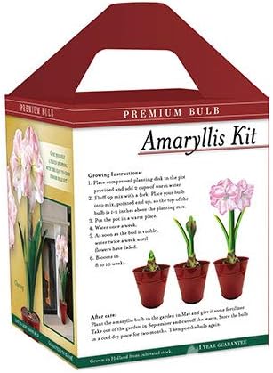 Premium Charming Amaryllis Gift Kit – Indoor Flower Bulb – Includes Red Metal Pot, Growing Medium & Instructions – Easy to Grow Winter Bloom Kit Box – Guaranteed to Bloom