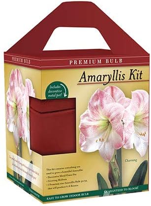 Premium Charming Amaryllis Gift Kit – Indoor Flower Bulb – Includes Red Metal Pot, Growing Medium & Instructions – Easy to Grow Winter Bloom Kit Box – Guaranteed to Bloom