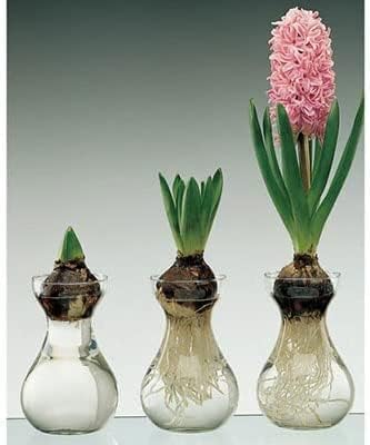 Hyacinth Bulb and Forcing Vase - Ready to Grow Indoor - Mixed Color, Just Add Water - Made in USA (1 Bulb + 1 Vase)