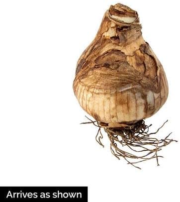 BRECK'S - Carlton Daffodil Dormant Spring Flowering Bulbs - 15 Bulbs per Offer