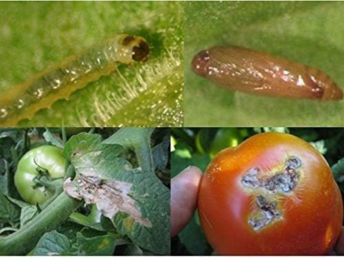 HEDO Delta Pheromone Trap with Tuta Lure for Tomato Leaf Miner(Tuta absoluta) to Control Damage in Tomato Pack of 10