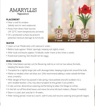 BRECK'S - Miracle Red Flowering Amaryllis Indoor Winter Flowering Gift Kit - Two dormant Bulbs pre-Planted in a Decorative Planter