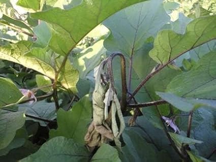 HEDO Pheromone Trap with Brinjal pheromone Lure(Leucinodes orbonalis) for Brinjal Crop Pack of 5