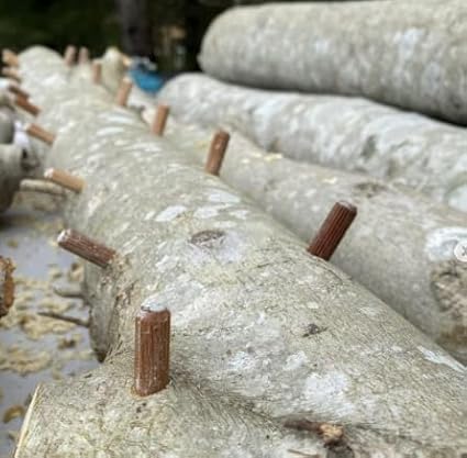 North Spore Log Inoculation Bundle with 100 ct Shiitake Plugs, (4-Pack) Daubers, and 1lb Wax