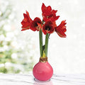 Pink Base Waxed Amaryllis Flower Bulb with Stand, No Water Needed, Real Live Spring Flowers