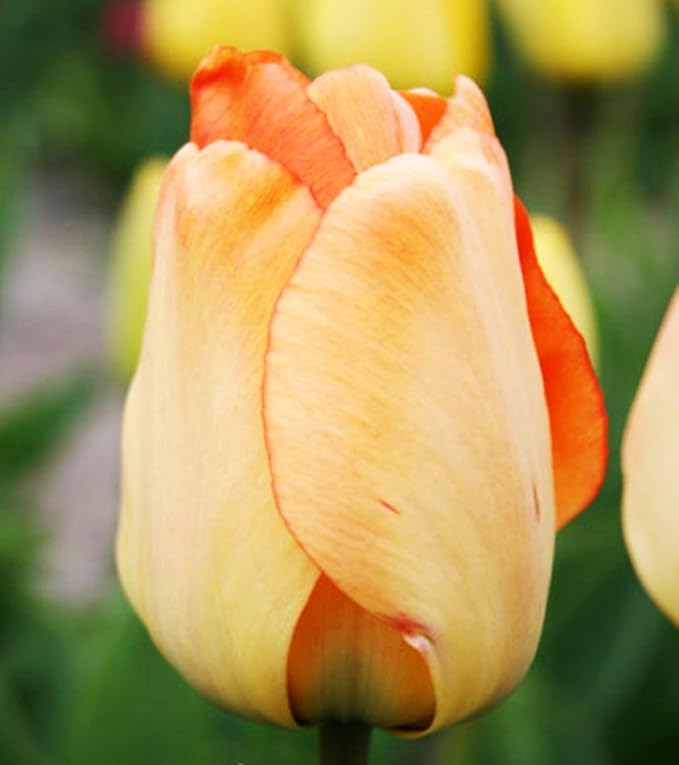 Mix Triumph Tulips 10 Bulbs for Fall Planting Colorful Flower Tulipa Darwin Hybrid Changing Colors Mixture Size 12+ 4 Varieties to Choose (Apricot Emperor, 10, Mix Color)