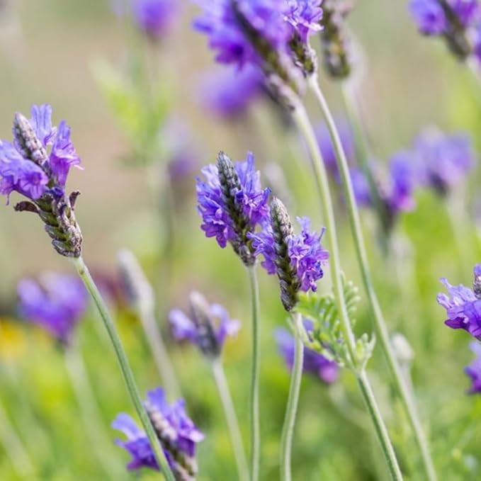 4 Blue Lavender Plants Live Outdoor Indoor, Cold Hardy Fragrant Perennial Herb for Garden and Landscape, 4-8 Inch Tall