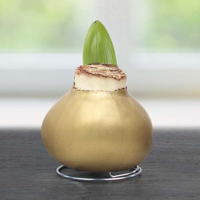 Rejoice Opal Star Waxed Amaryllis Flower Bulb with Stand, No Water Needed