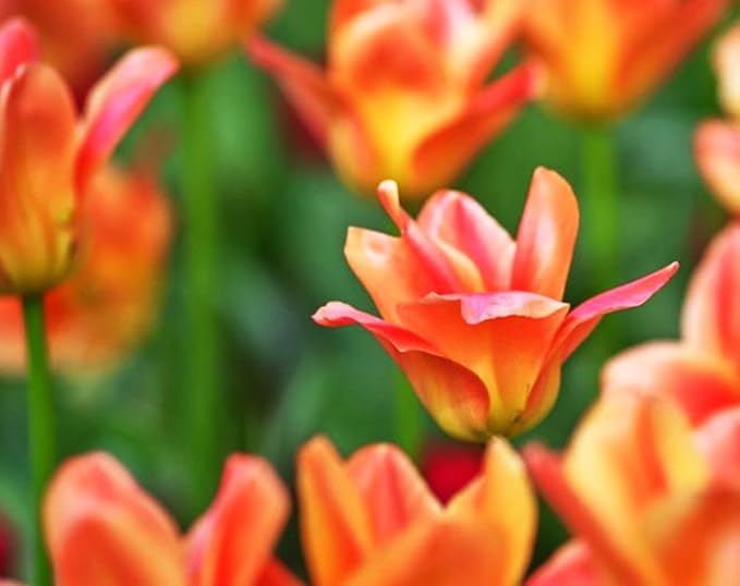 Mix Triumph Tulips 10 Bulbs for Fall Planting Colorful Flower Tulipa Darwin Hybrid Changing Colors Mixture Size 12+ 4 Varieties to Choose (Apricot Emperor, 10, Mix Color)