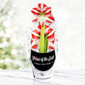 Super Star Potted Amaryllis – Gift Ready, Includes Bulb, Soil & Container