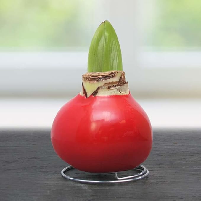 Merry and Bright Intokazi Waxed Amaryllis Double Flower Bulb with Stand, No Water Needed