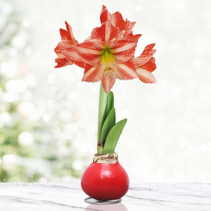 Holland Bulb Farms Yuletide Opal Star Waxed Amaryllis Flower Bulb with Stand, No Water Needed