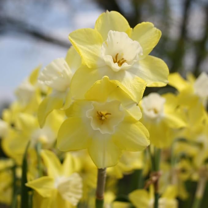Carlton Daffodil Flower Bulbs - 10 Bulbs per Pack - Pleasantly Scented - Deer Resistant - Good as Cut Flowers - Good for Indoor Forcing - Grows Well in Containers - Perennializing