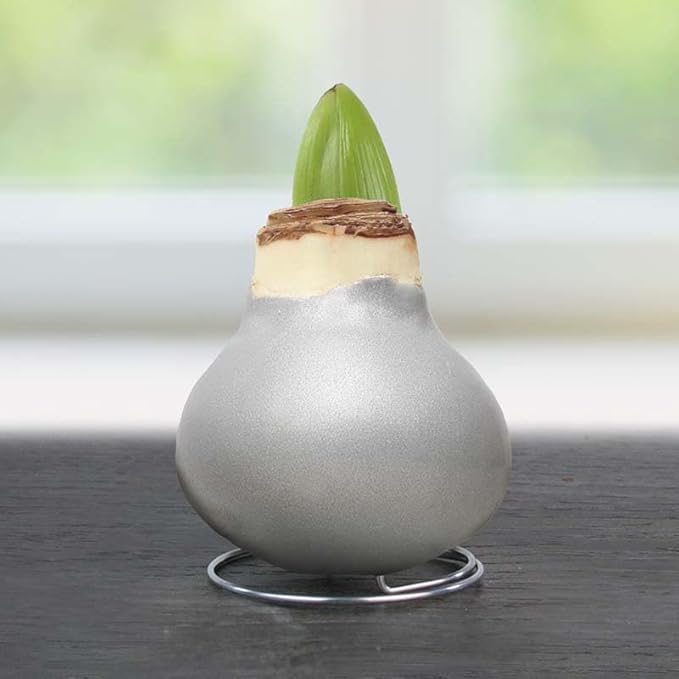 Frosted Sugar Cookie Amoice Waxed Amaryllis Flower Bulb with Stand, No Water Needed