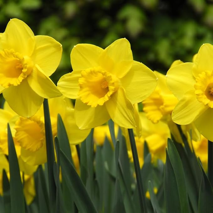 Carlton Daffodil Flower Bulbs - 10 Bulbs per Pack - Pleasantly Scented - Deer Resistant - Good as Cut Flowers - Good for Indoor Forcing - Grows Well in Containers - Perennializing