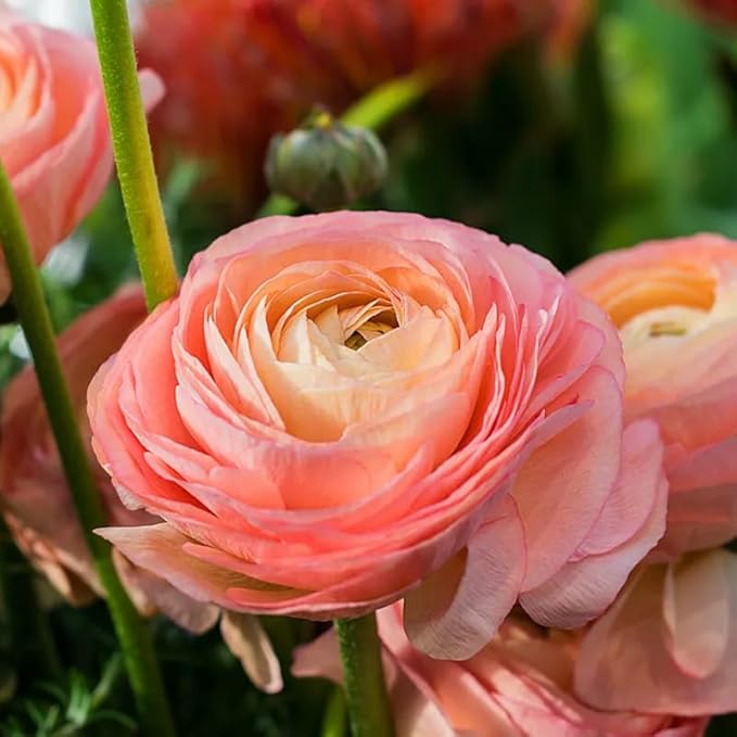 Pink Ranunculus Flowers Bulbs for Spring Planting, Perennial Flower Bulbs, Early Spring Flower to Plant Outside, Colorful Blooms Groundcover Bulbs, Top Size