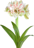Easy to Grow Amaryllis 'Nymph' Plant Bulb (1 Pack) - Pink and White Double Flowering Blooms for Indoors & Outdoor Gardens