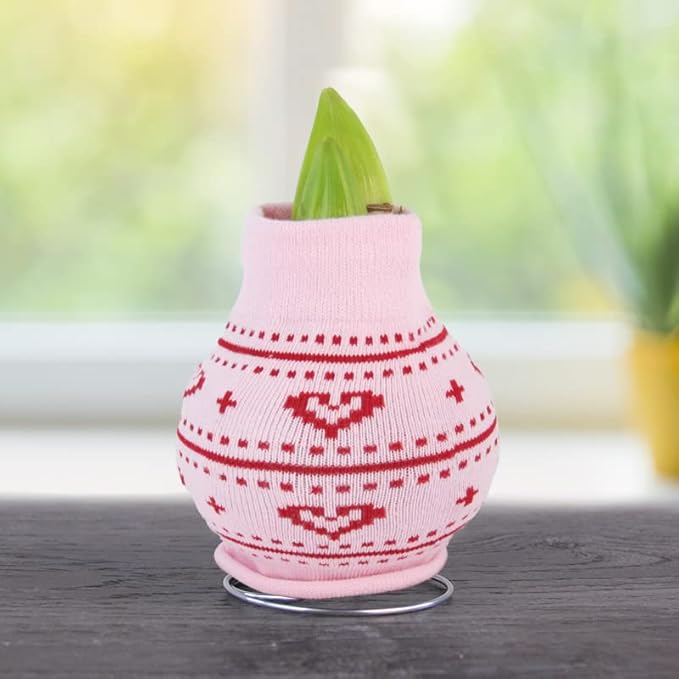 Heart's Delight Sweater Amaryllis Flower Bulb with Stand, No Water Needed, Gift Ready
