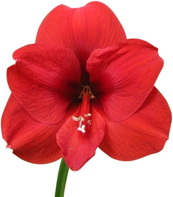 Waxed Red Amaryllis Bulb