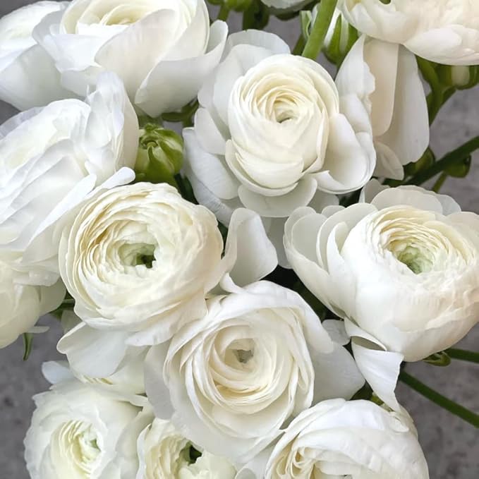 White Ranunculus Flowers Bulbs for Spring Planting, Perennial Flower Bulbs, Early Spring Flower to Plant Outside, Colorful Blooms Groundcover Bulbs, Top Size
