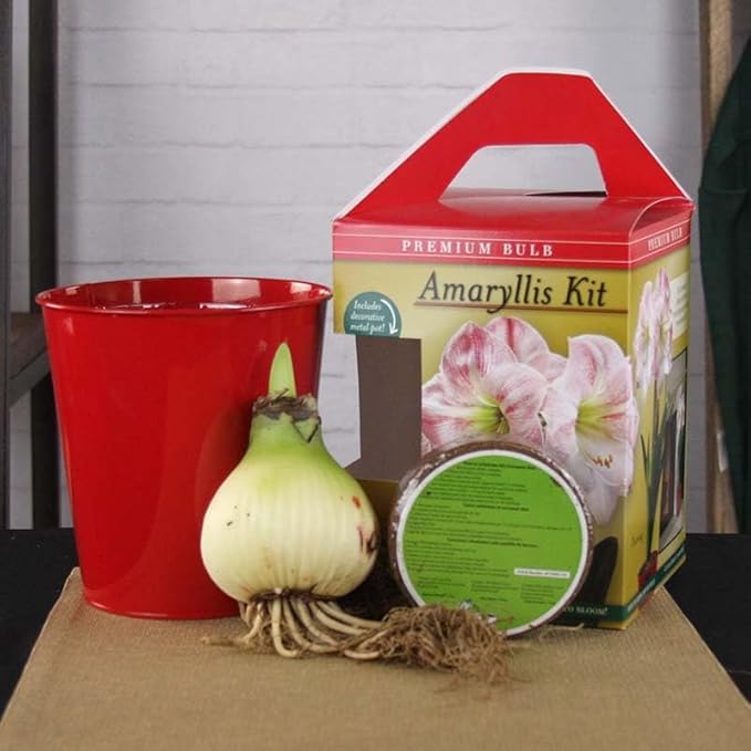 Premium Charming Amaryllis Gift Kit – Indoor Flower Bulb – Includes Red Metal Pot, Growing Medium & Instructions – Easy to Grow Winter Bloom Kit Box – Guaranteed to Bloom