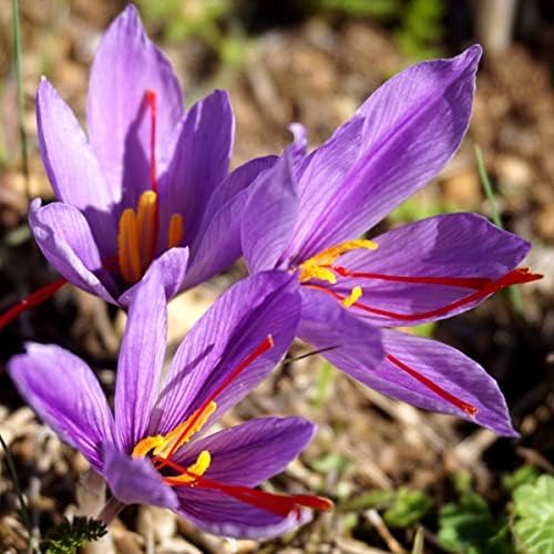 Saffron Crocus Bulbs - Long Lasting, Enhance Garden with Exquisite Flavor | Harvest Spice at Home - Low Maintenance & Easy to Grow - Autumn Bloomers (50 Pack)