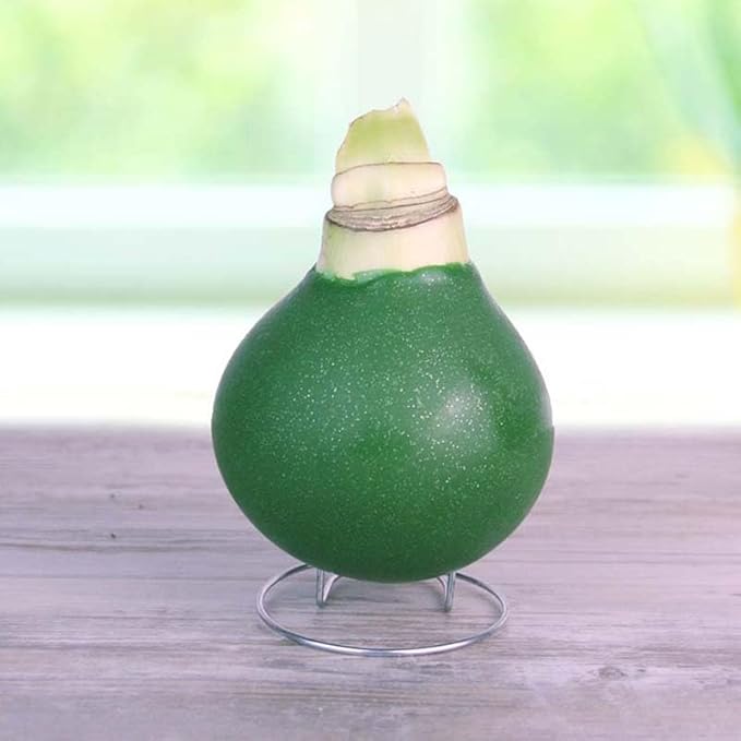Holiday Traditions Opal Star Waxed Amaryllis Flower Bulb with Stand, No Water Needed