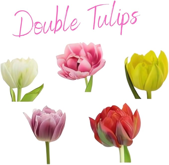 20 Top Size Tulip Bulbs for Fall Planting, Mixed Tulip Flower Bulbs, Bulk Pack of Colorful Tulips for Spring Blooms, Grow Flowerbeds, Fresh Harvest