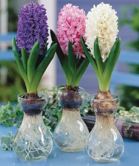 Hyacinth Bulb and Forcing Vase - Ready to Grow Indoor Mixed Color Hyacinth - Just Add Water - Made in USA (3 Bulbs + 3 Vases)