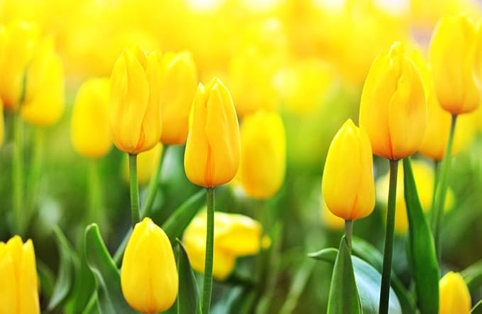 Mix Triumph Tulips 10 Bulbs for Fall Planting Colorful Flower Tulipa Darwin Hybrid Changing Colors Mixture Size 12+ 4 Varieties to Choose (Golden Emperor, 10, Mix Color)