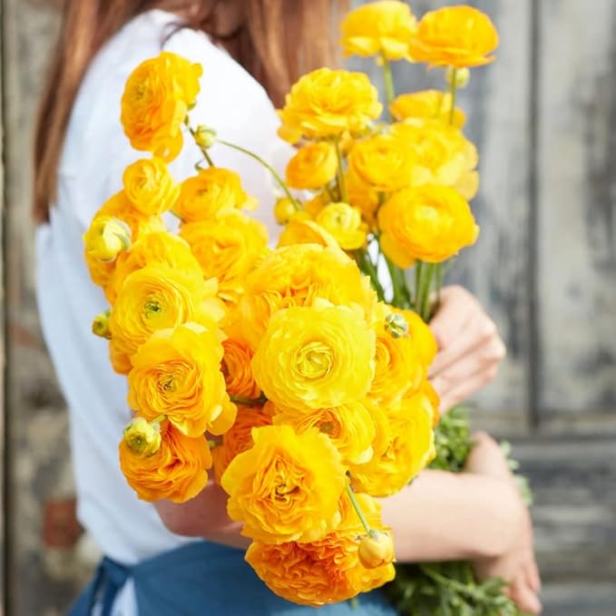 Yellow Ranunculus Flowers Bulbs for Spring Planting, Perennial Flower Bulbs, Early Spring Flower to Plant Outside, Colorful Blooms Groundcover Bulbs, Top Size