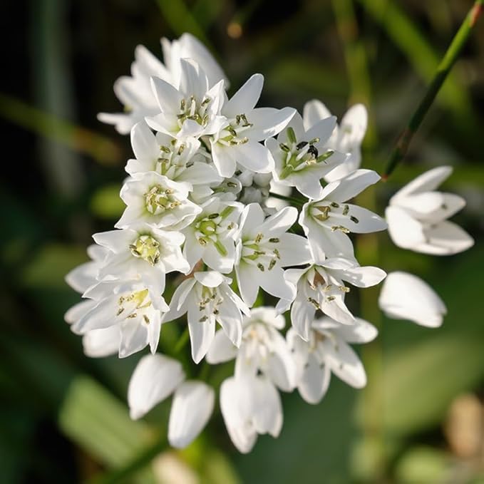 White Allium neapolitanum Flower Bulbs - 25 Bulbs per Pack - Pleasantly Scented - Attracts Butterflies and Hummingbirds - Deer Resistant - Good as Cut Flowers - Perennializing - Grow Live Plants