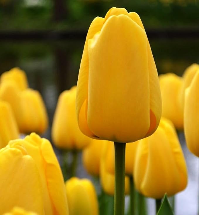Mix Triumph Tulips 10 Bulbs for Fall Planting Colorful Flower Tulipa Darwin Hybrid Changing Colors Mixture Size 12+ 4 Varieties to Choose (Golden Emperor, 10, Mix Color)
