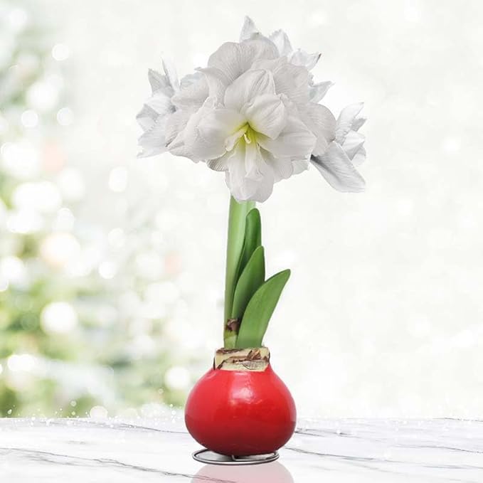 Merry and Bright Intokazi Waxed Amaryllis Double Flower Bulb with Stand, No Water Needed