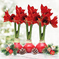 Red Waxed Amaryllis Flower Collection, No Water Needed (Pack of 3)