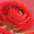 Red Ranunculus Flowers Bulbs for Spring Planting, Perennial Flower Bulbs, Early Spring Flower to Plant Outside, Colorful Blooms Groundcover Bulbs, Top Size