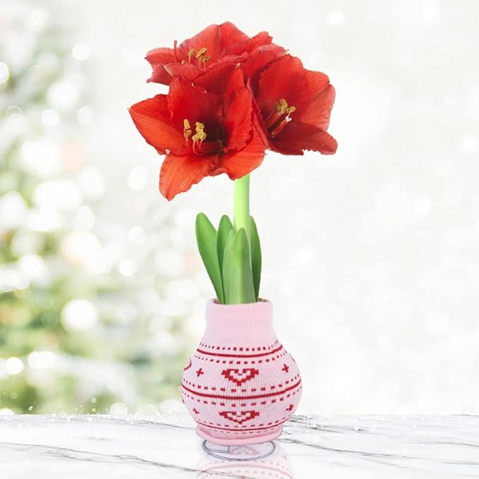 Heart's Delight Sweater Amaryllis Flower Bulb with Stand, No Water Needed, Gift Ready