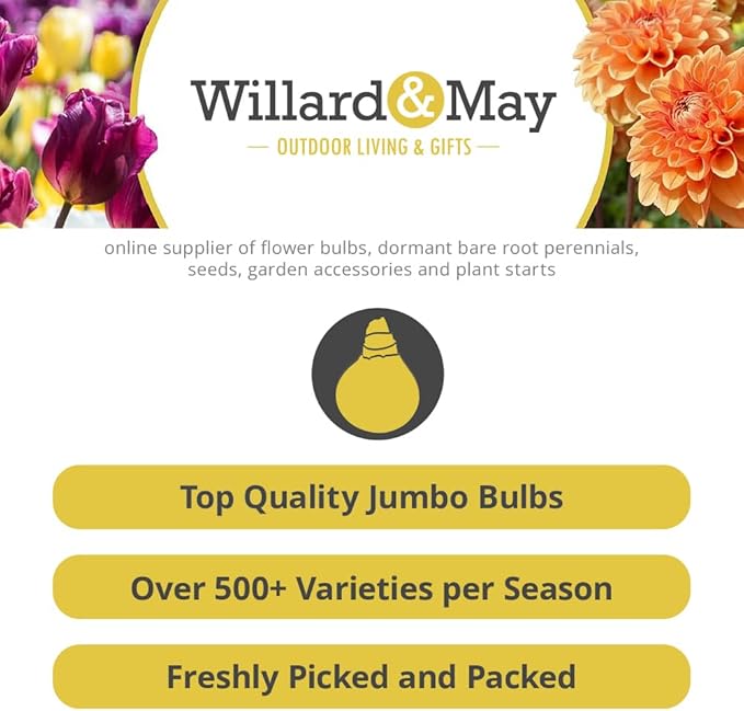 Persian Berry Reblooming Bearded Iris - Naturalizing Perennial Flower - Attracts Butterflies and Great for Cut Floral Arrangements - Easy to Grow Fall Planting Bulbs by Willard & May