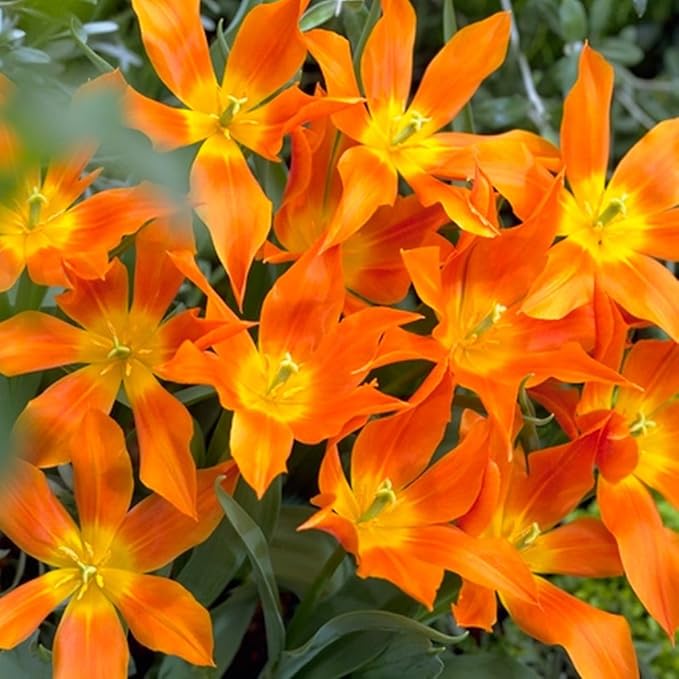 Mix Triumph Tulips 10 Bulbs for Fall Planting Colorful Flower Tulipa Darwin Hybrid Changing Colors Mixture Size 12+ 4 Varieties to Choose (Orange Emperor, 10, Mix Color)