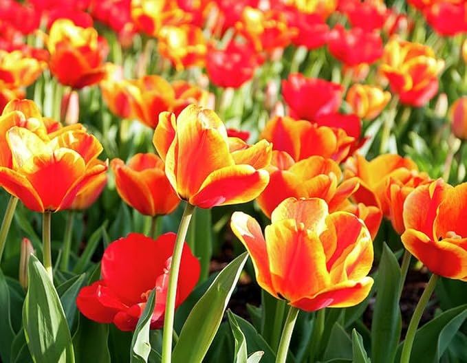 Mix Triumph Tulips 10 Bulbs for Fall Planting Colorful Flower Tulipa Darwin Hybrid Changing Colors Mixture Size 12+ 4 Varieties to Choose (Apeldoorn Mixture, 10, Mix Color)