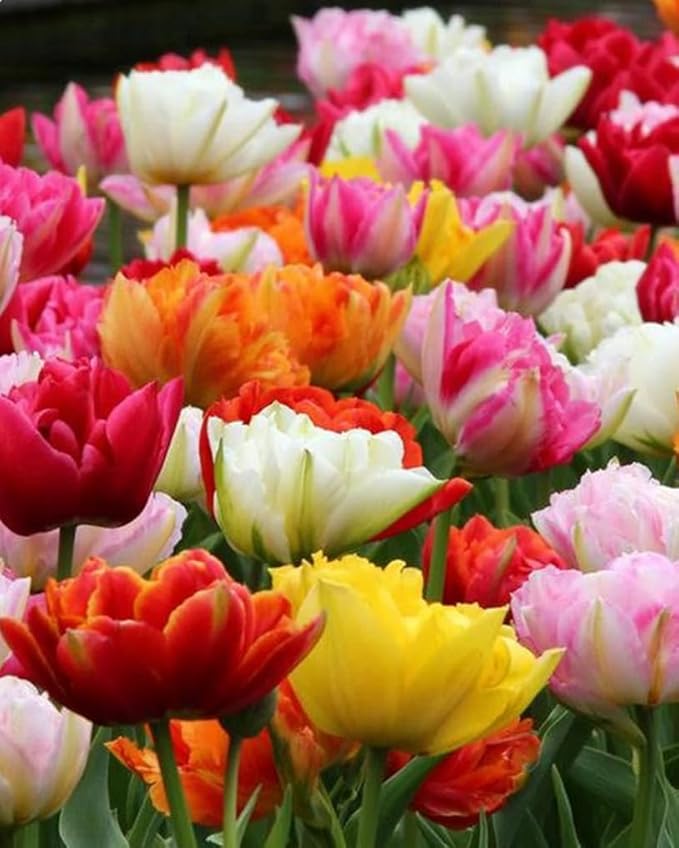 15pcs Mixed Double Late Tulip Bulbs Mixed Color Collection Fall Planting Tulip Bulbs Spring Blooms