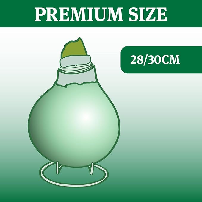 Merry and Bright Intokazi Waxed Amaryllis Double Flower Bulb with Stand, No Water Needed