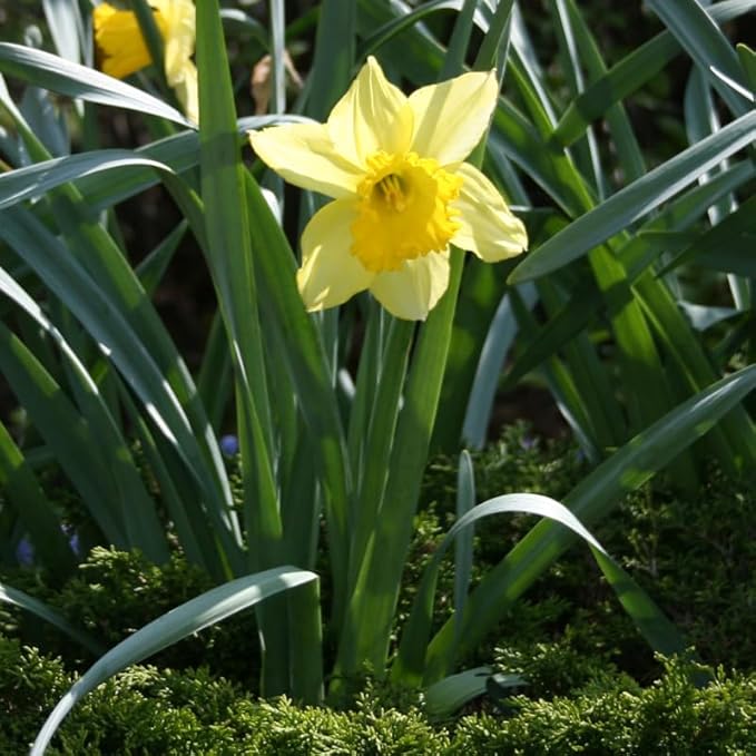 Carlton Daffodil Flower Bulbs - 10 Bulbs per Pack - Pleasantly Scented - Deer Resistant - Good as Cut Flowers - Good for Indoor Forcing - Grows Well in Containers - Perennializing