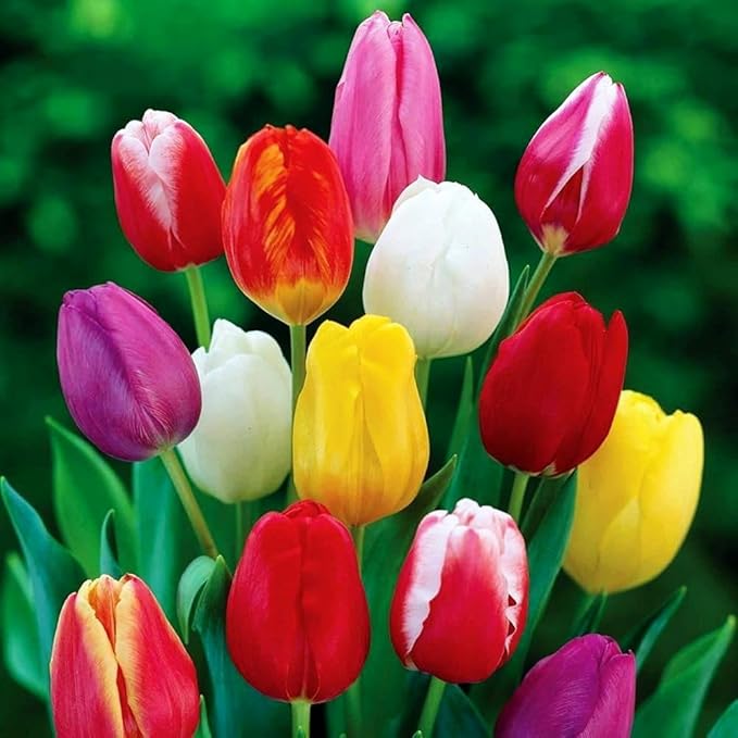 Triumph Tulip Bulbs for Fall Planting Mixed Perennial Hybrids Darwin Changing Colors Emperor Mixture Size 12+ (30, Emperor Mixture)