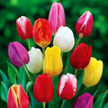 Triumph Tulip Bulbs for Fall Planting Mixed Perennial Hybrids Darwin Changing Colors Emperor Mixture Size 12+ (30, Emperor Mixture)