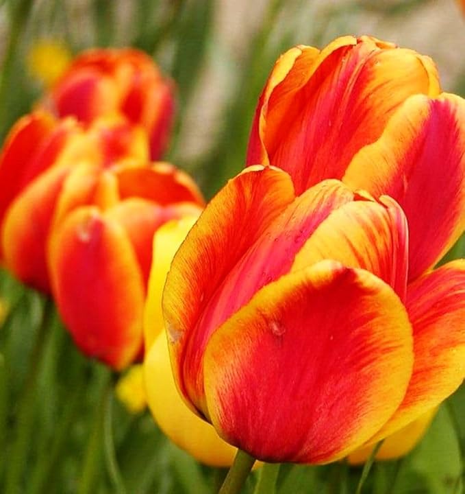 Mix Triumph Tulips 10 Bulbs for Fall Planting Colorful Flower Tulipa Darwin Hybrid Changing Colors Mixture Size 12+ 4 Varieties to Choose (Apeldoorn's Elite, 10, Mix Color)
