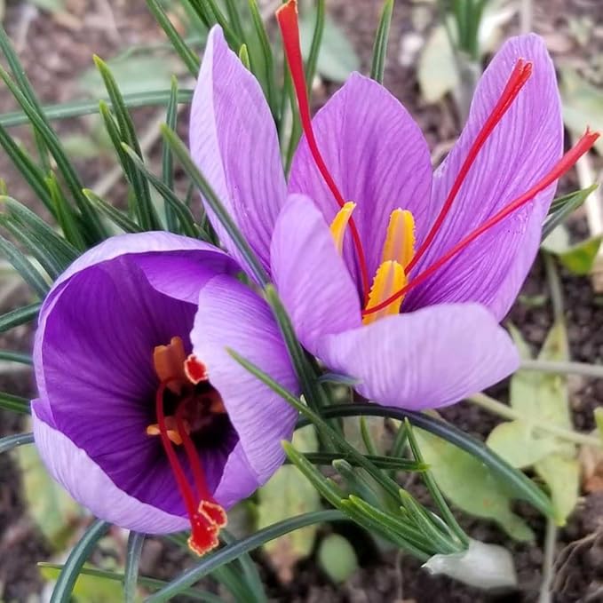 Saffron Crocus Bulbs - Long Lasting, Enhance Garden with Exquisite Flavor | Harvest Spice at Home - Low Maintenance & Easy to Grow - Autumn Bloomers (50 Pack)