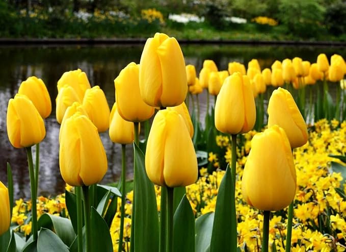Mix Triumph Tulips 10 Bulbs for Fall Planting Colorful Flower Tulipa Darwin Hybrid Changing Colors Mixture Size 12+ 4 Varieties to Choose (Golden Emperor, 10, Mix Color)