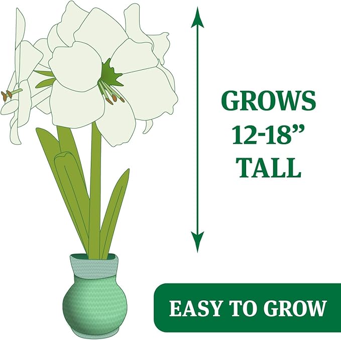 Frosty and Friends Sweater Amaryllis Flower Bulb with Stand, No Water Needed, Gift Ready